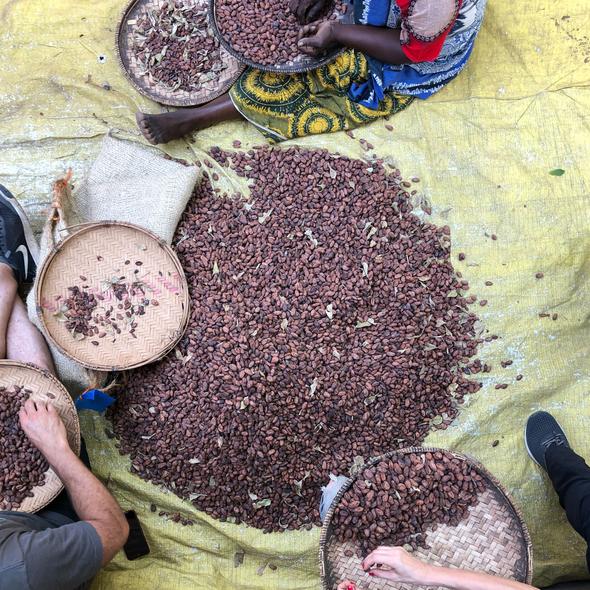 Organic beans being sorted by farmers in Tanzania, showcasing the process from Kokoa Kamili.