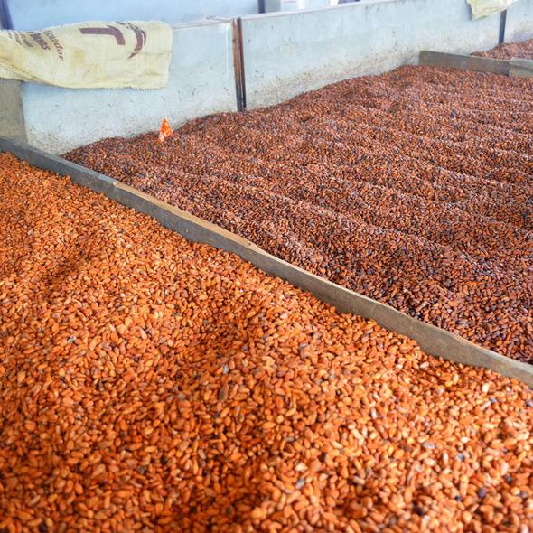 Cacao beans drying at Camino Verde fermentary in Ecuador, showcasing unique flavor profiles and quality.