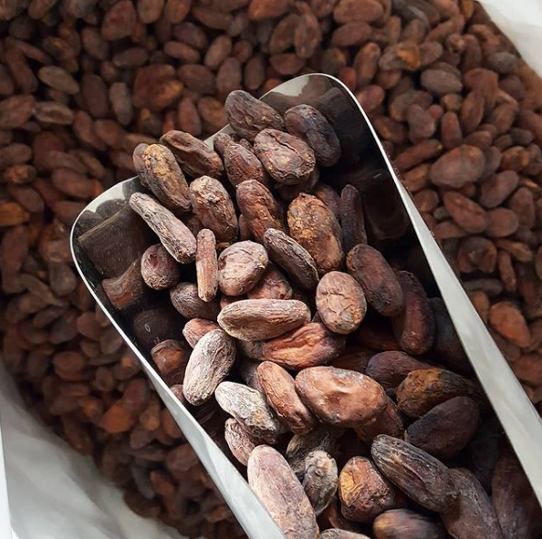 Brewing Cacao . INDIA . Idukki